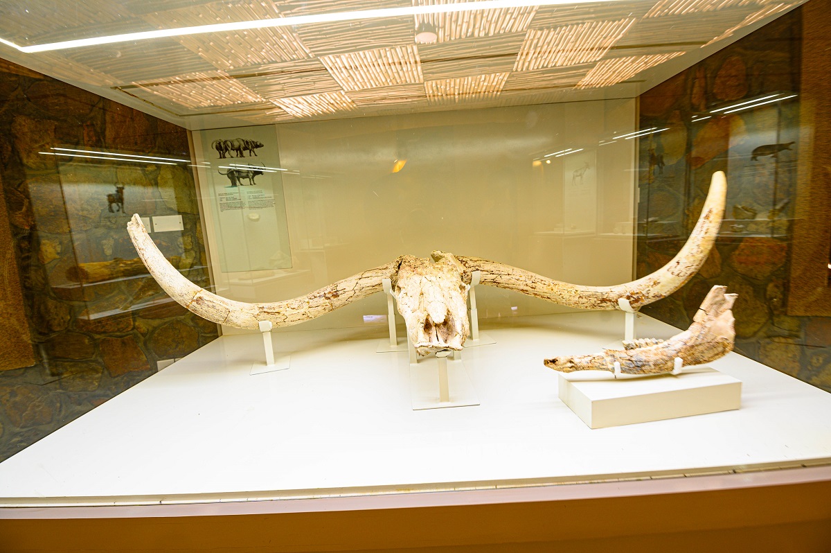Homo habilis Fossils