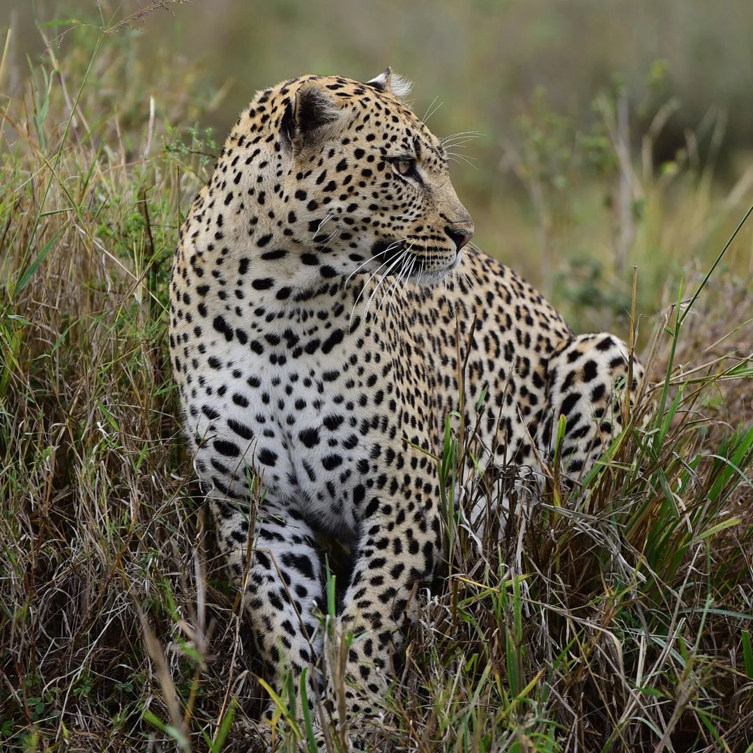 Luxury Safari in Tanzania's Northern Circuit