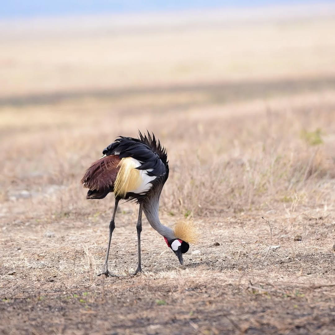 Luxury Safari in Tanzania