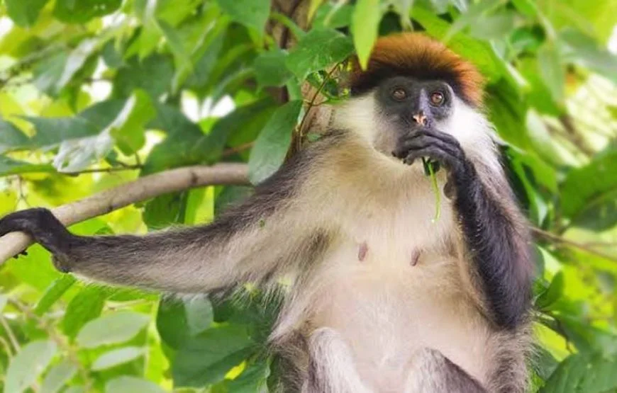 Udzungwa Mountains in Morogoro