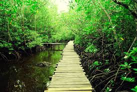 Jozani Chwa National Park