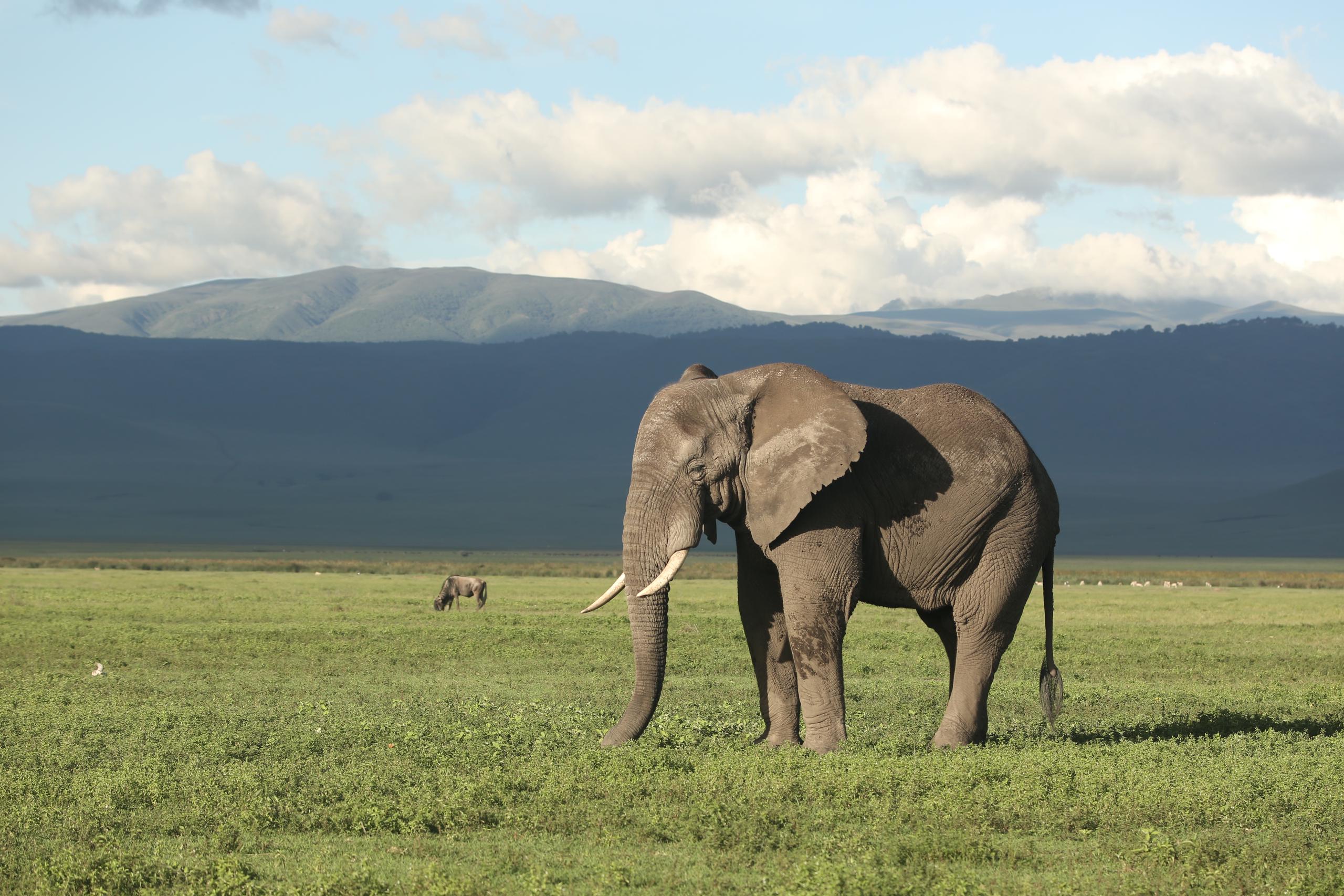 Tanzania landscape with wildlife and beaches