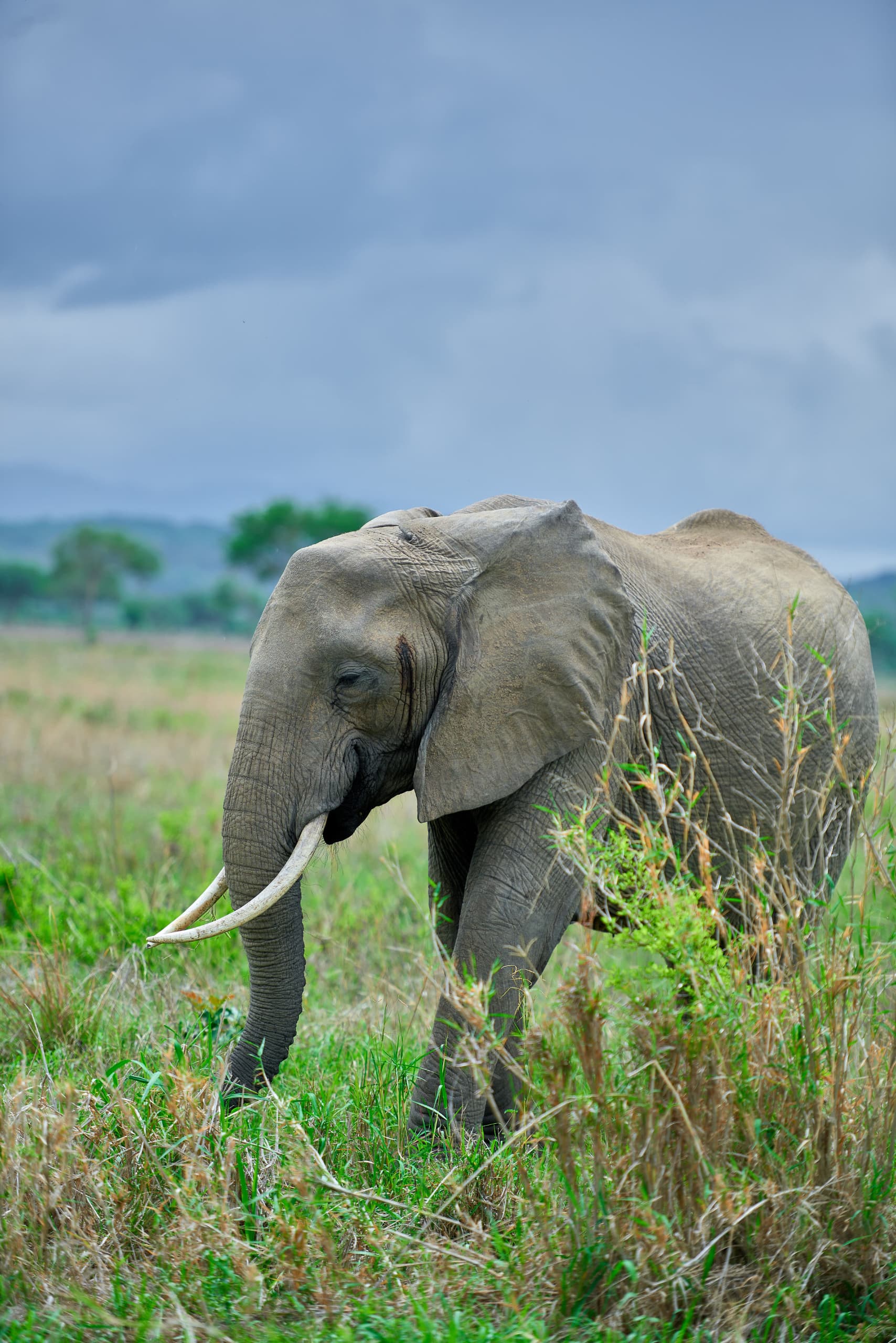 Tanzania Explorer: Wildlife & Culture Adventure